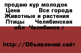 продаю кур молодок. › Цена ­ 320 - Все города Животные и растения » Птицы   . Челябинская обл.,Челябинск г.